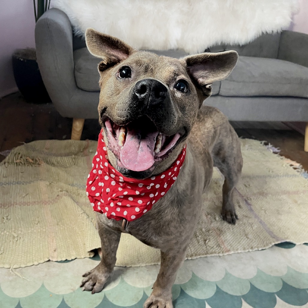 sweet senior dog