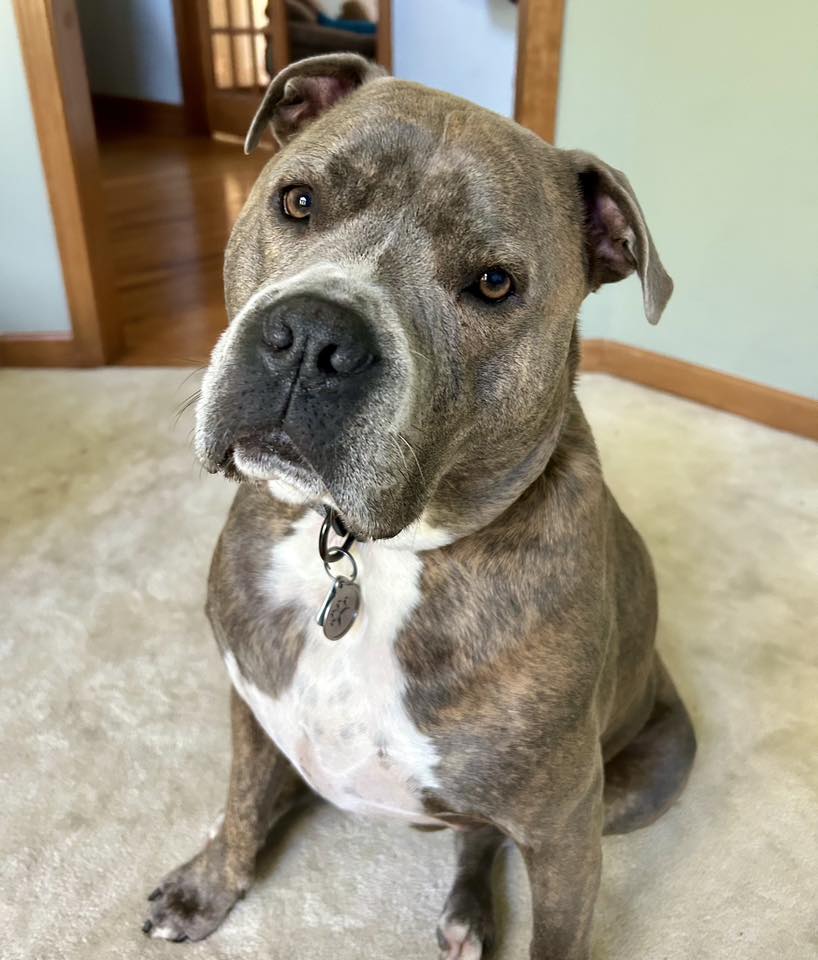 sweet senior dog in house