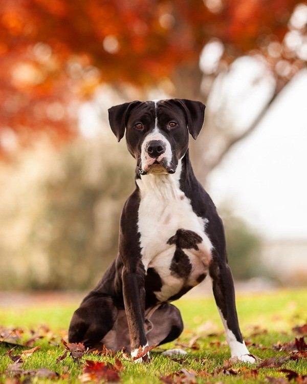 sweet senior dog