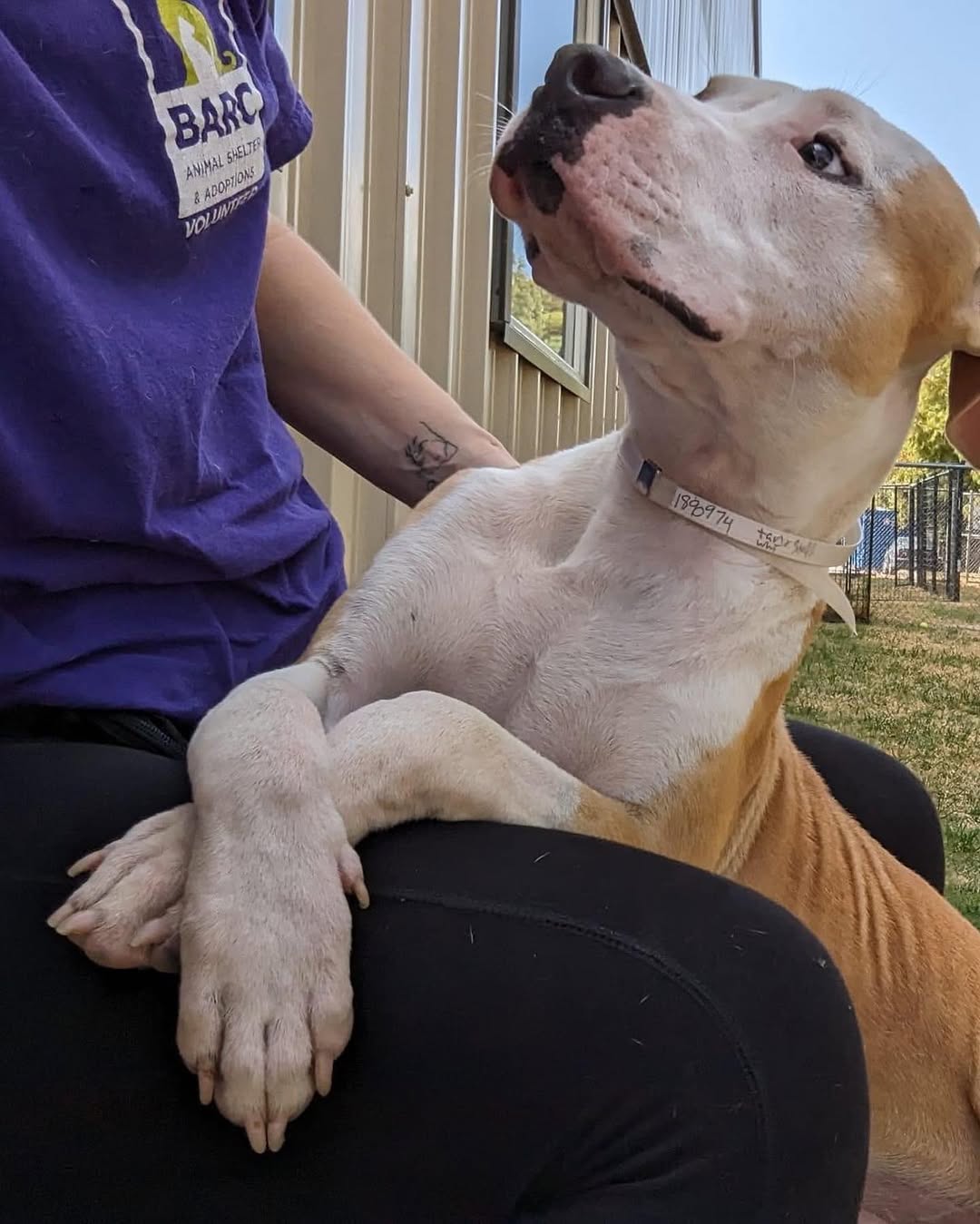 sweet shelter dog