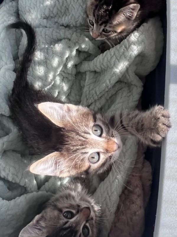 sweet three kittens