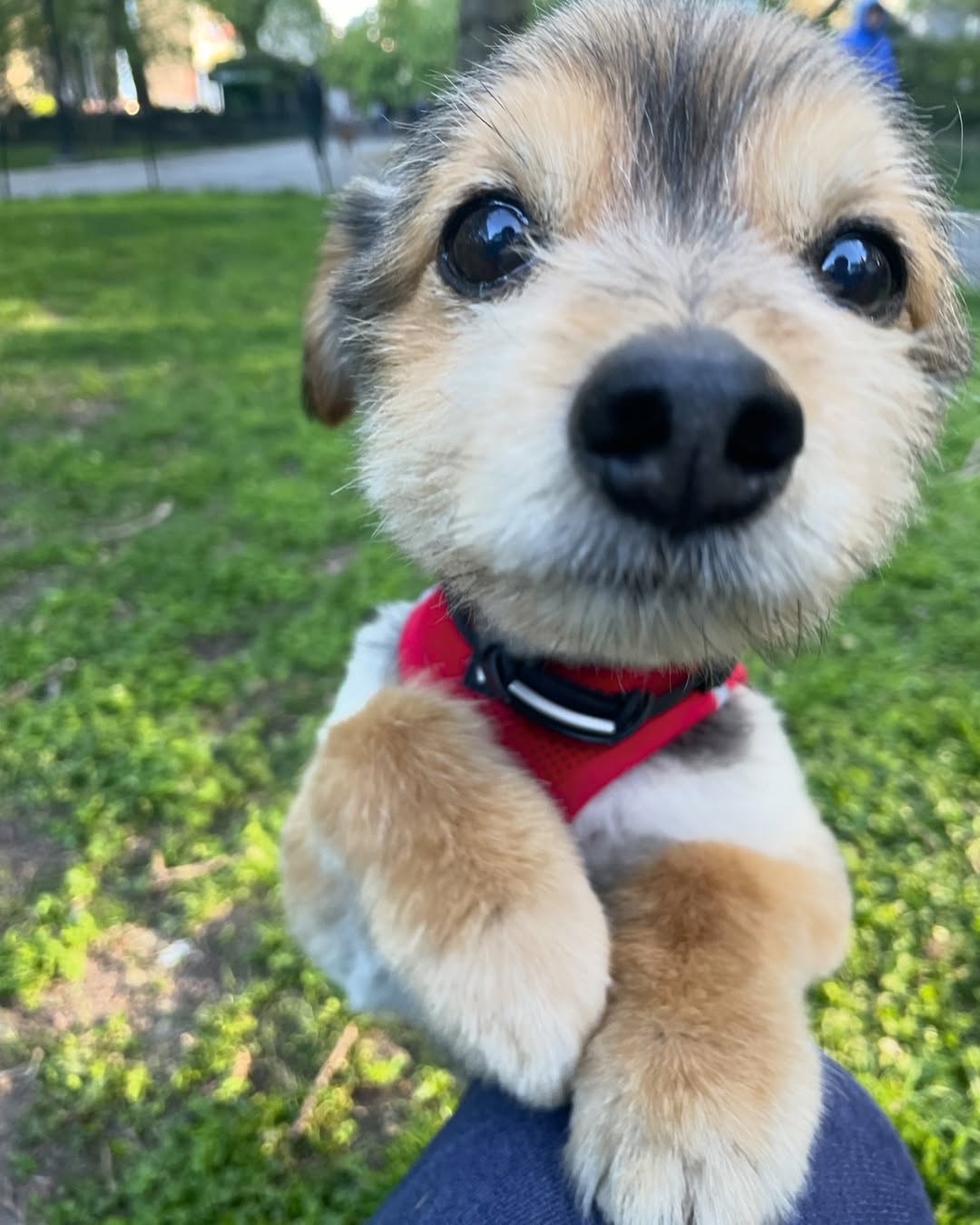 sweet tiny dog