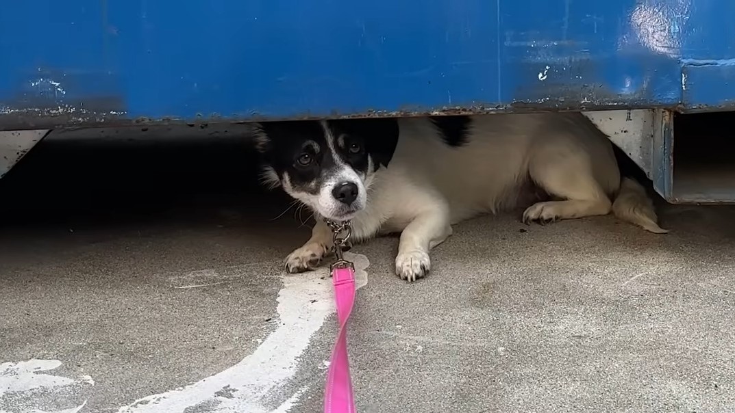 sweet tiny dog