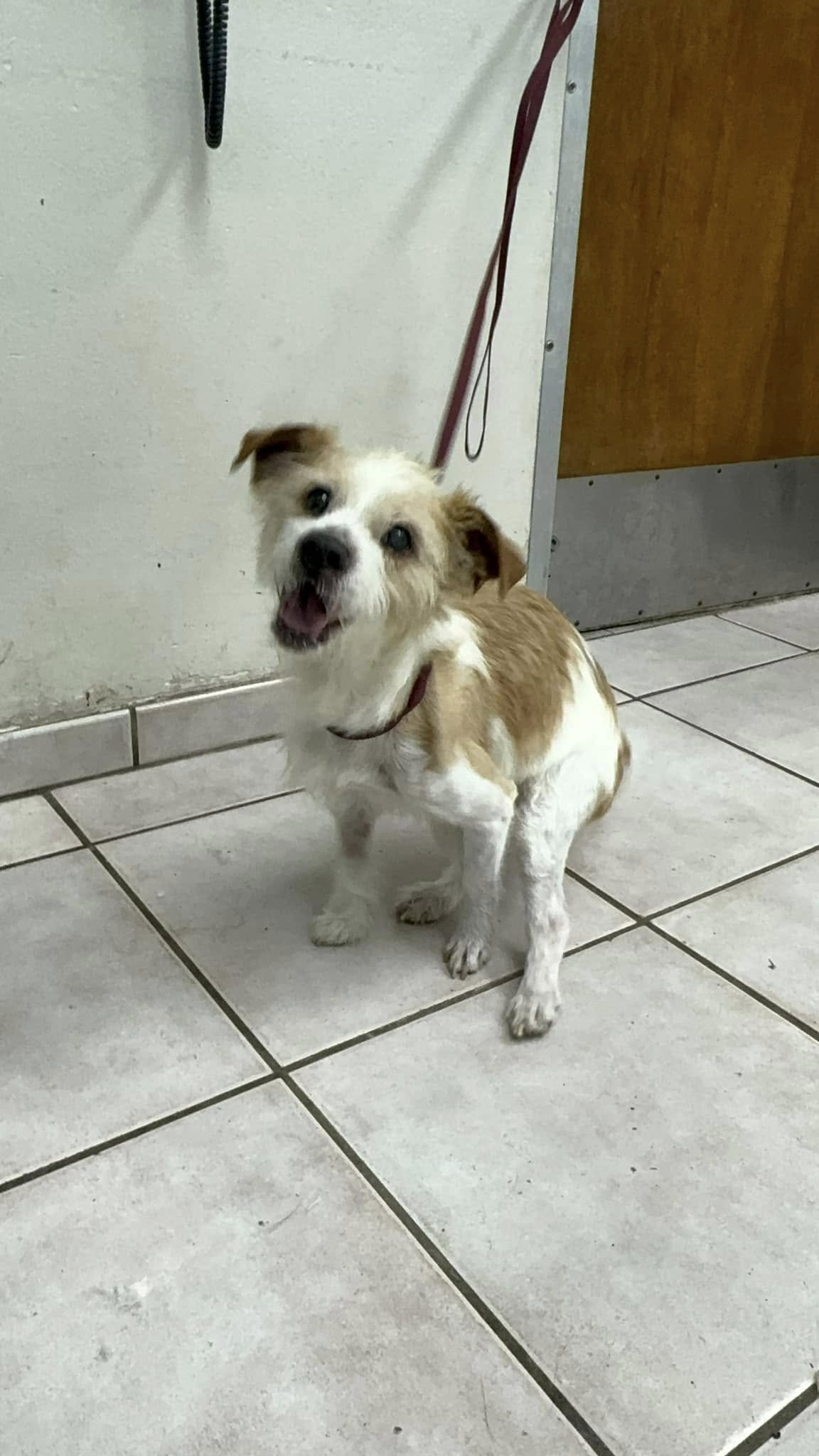 sweet tiny dog barking