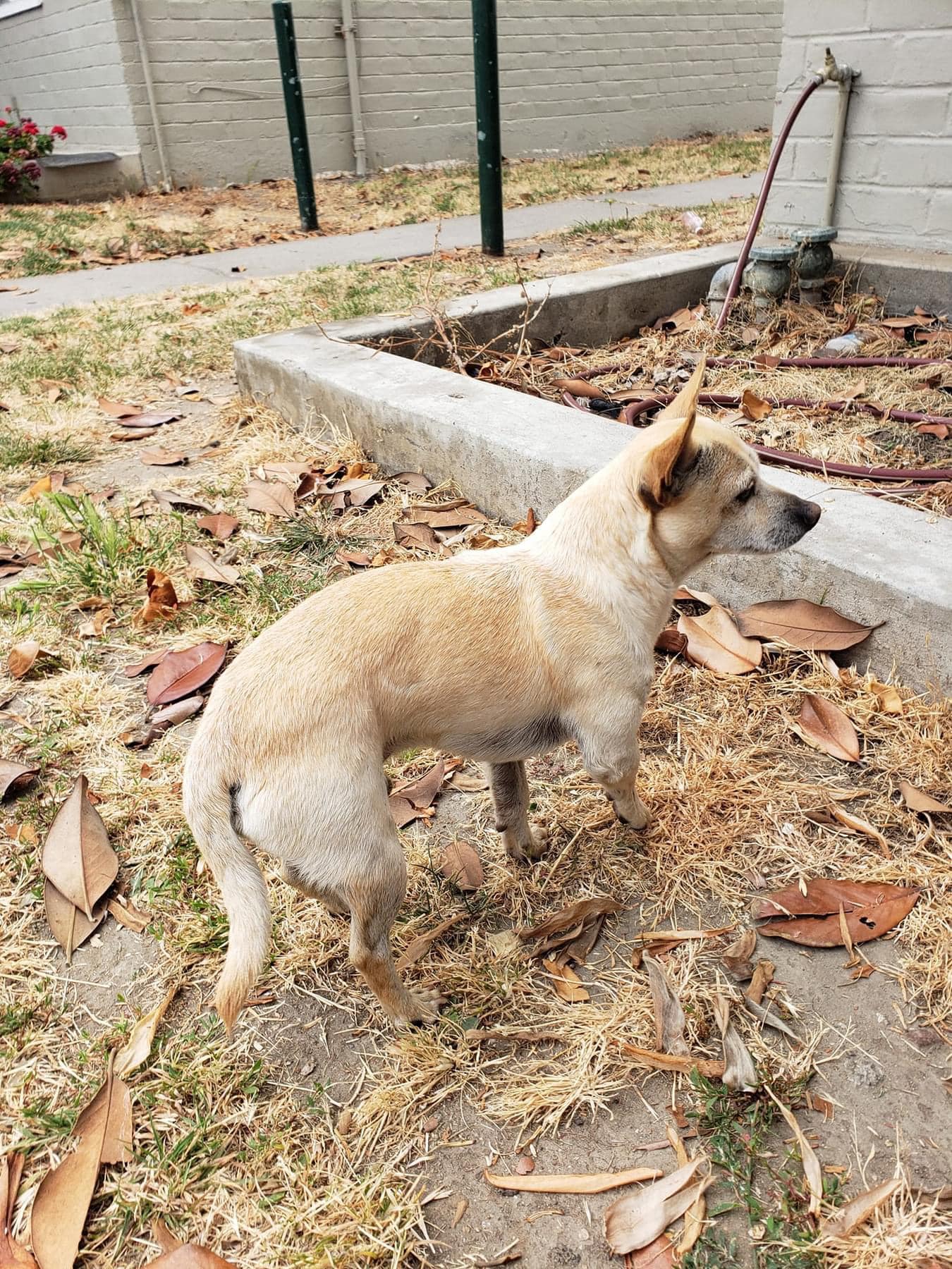 sweet tiny dog