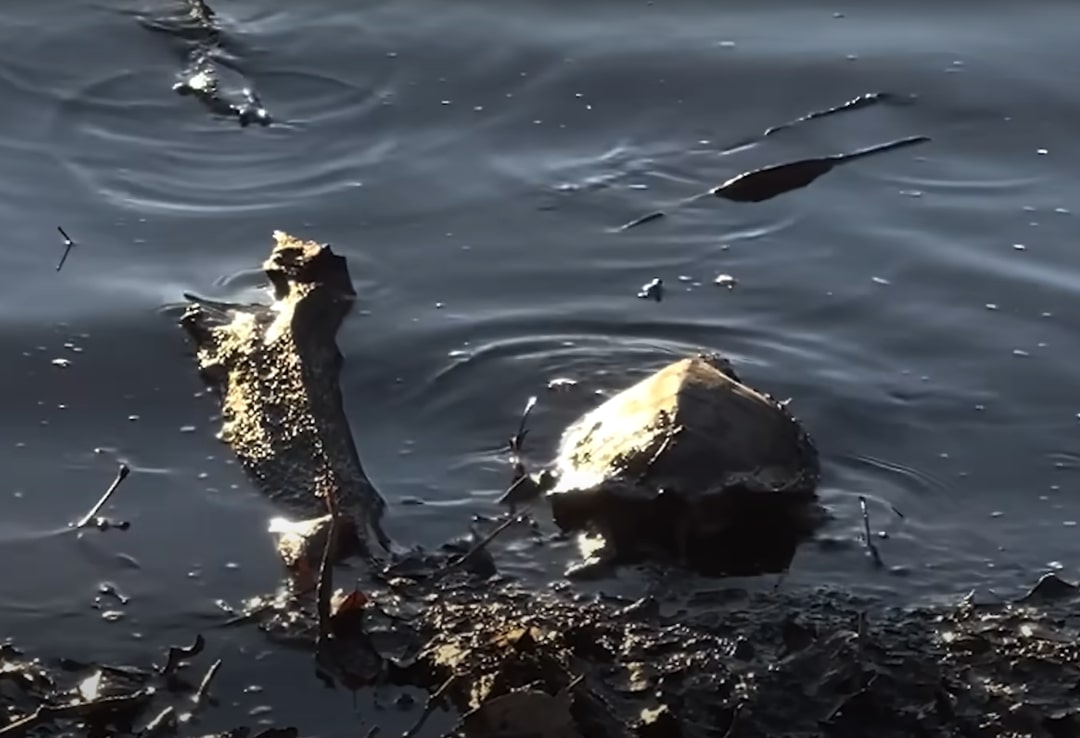 sweet turtle 