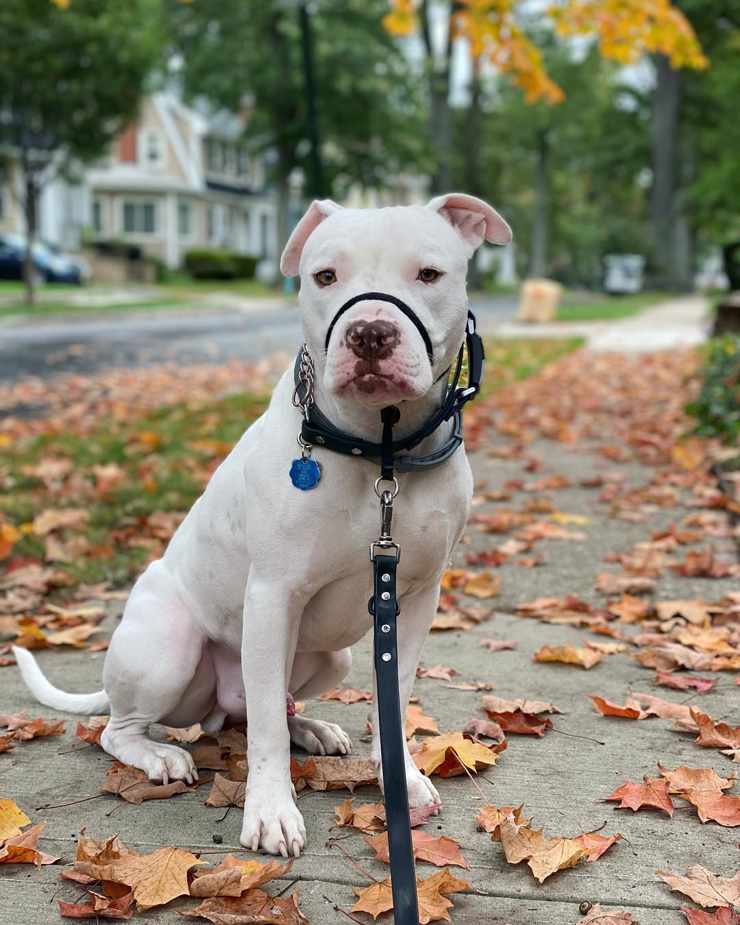 sweet white dog
