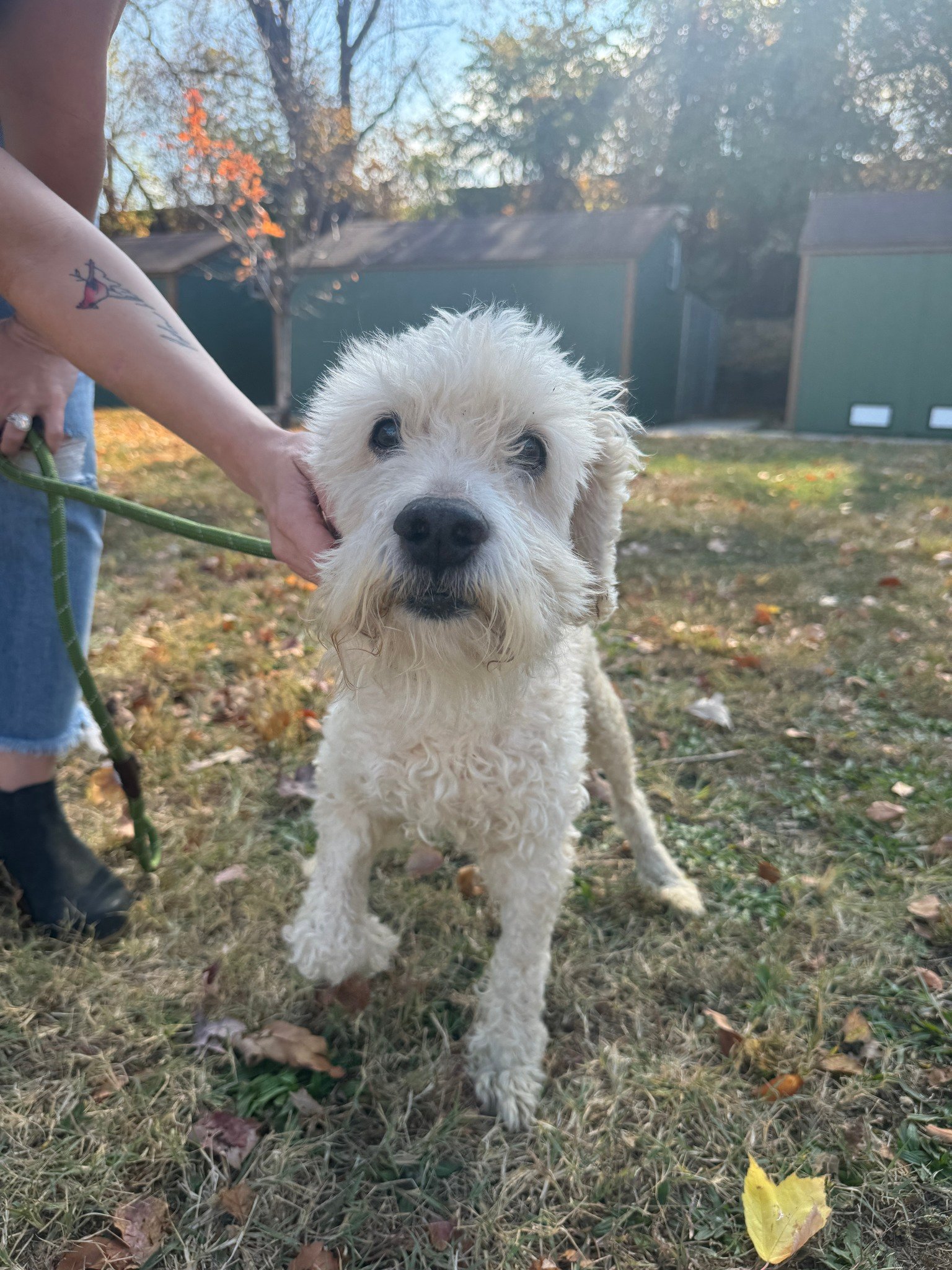 sweet white dog