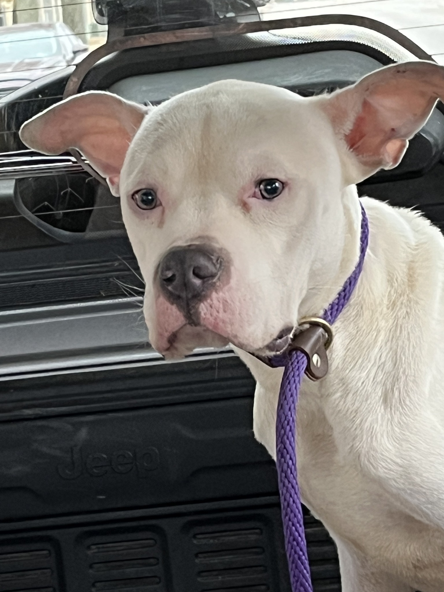sweet white dog