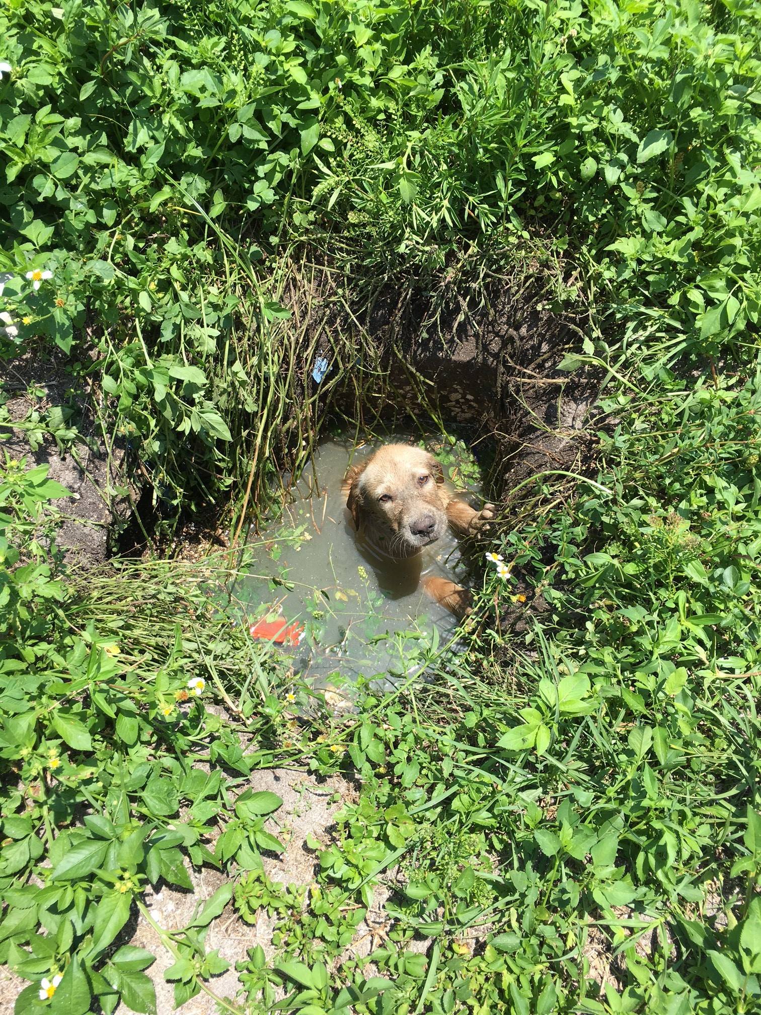 terrified dog