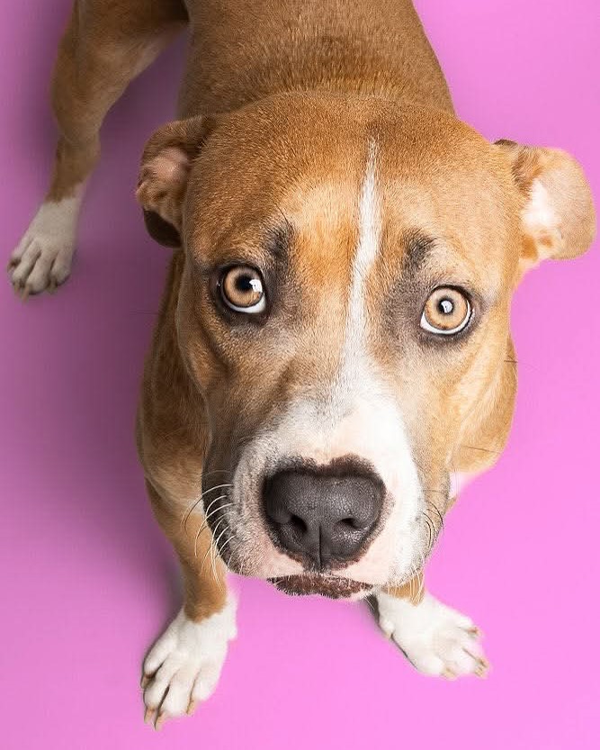 the sweetest dog on purple background 