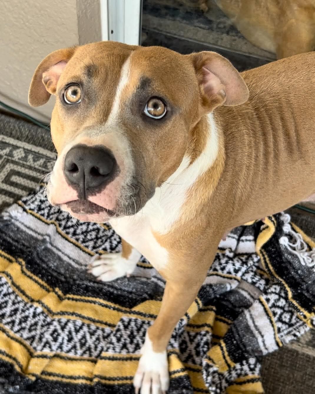 the sweetest mama dog 