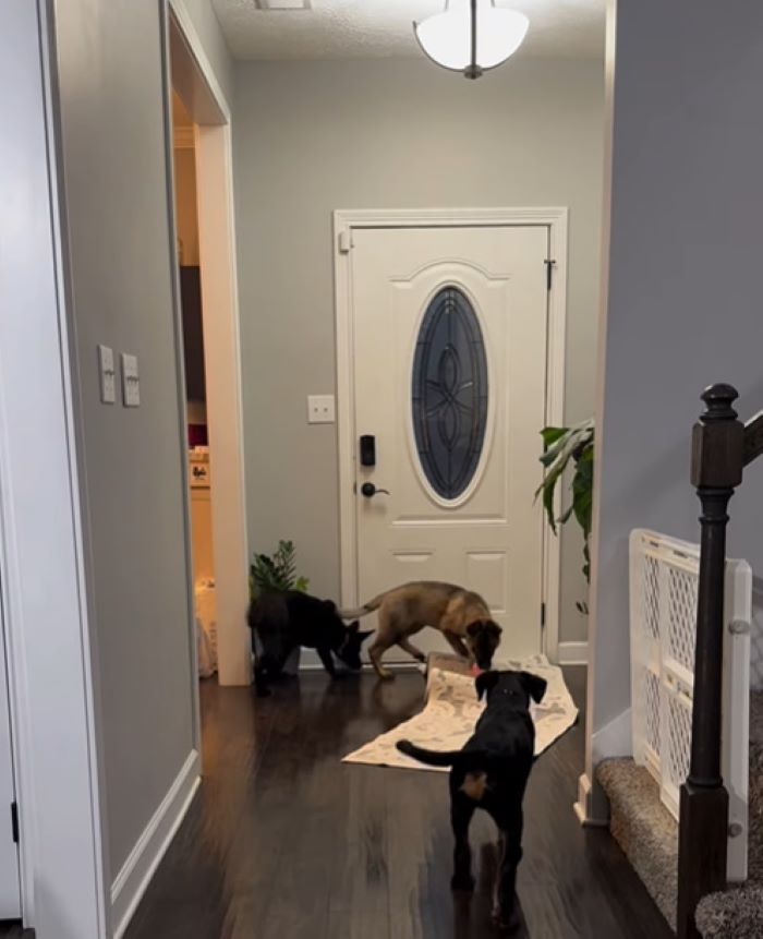 three dogs in hall