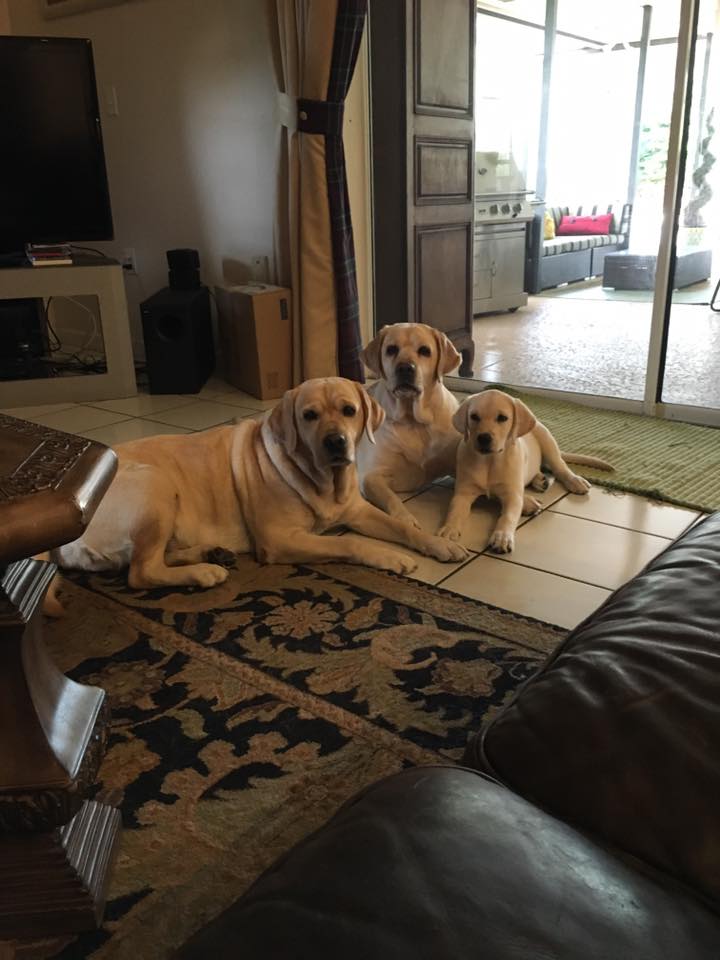 three dogs in house