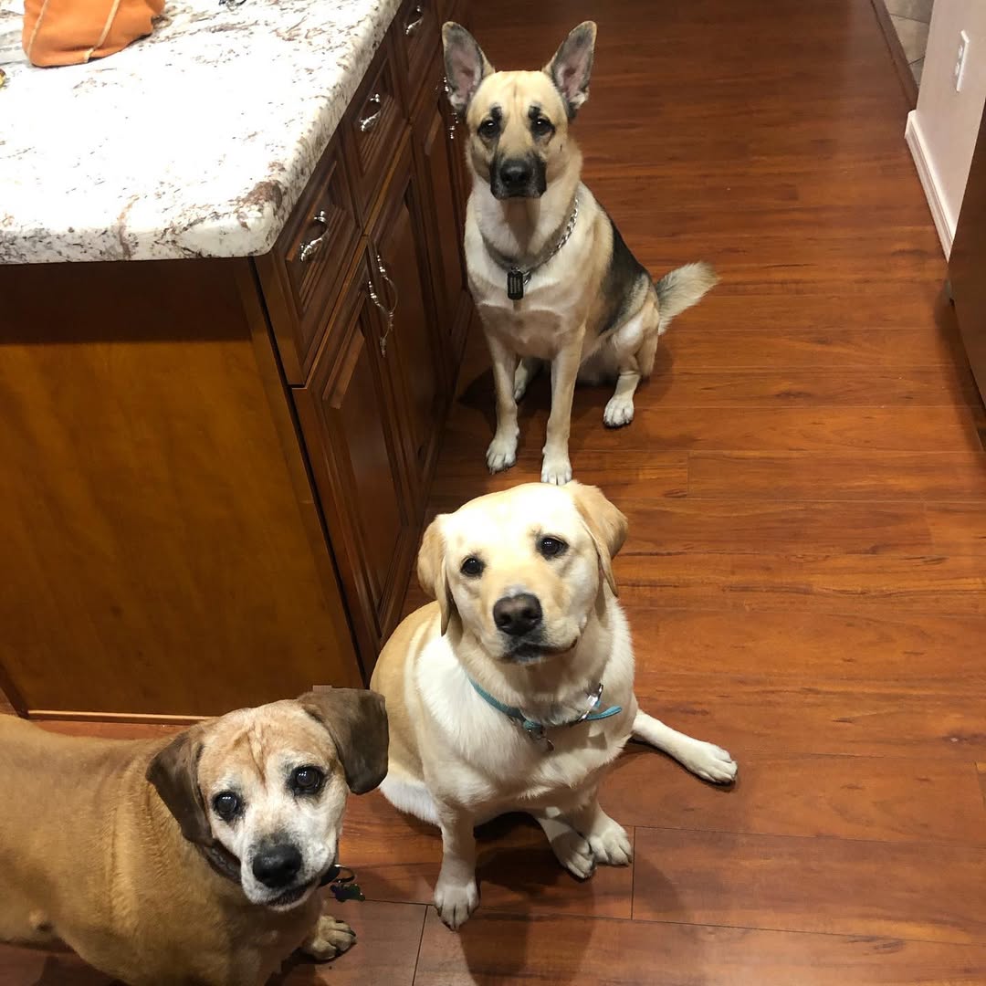 three-dogs-in-the-kitchen