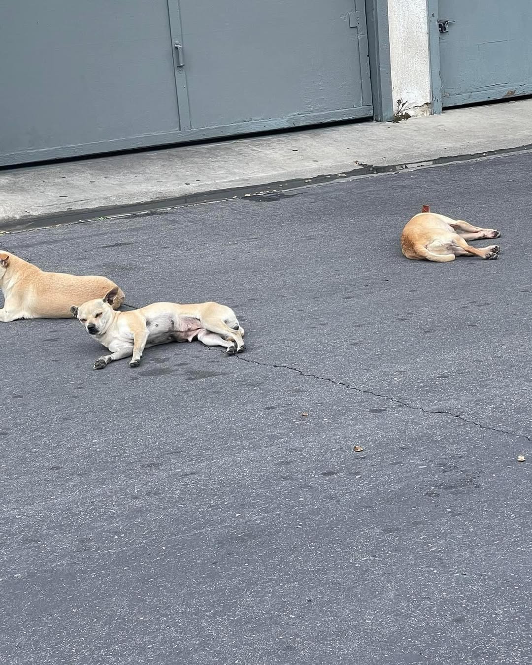 three dogs lying on the street