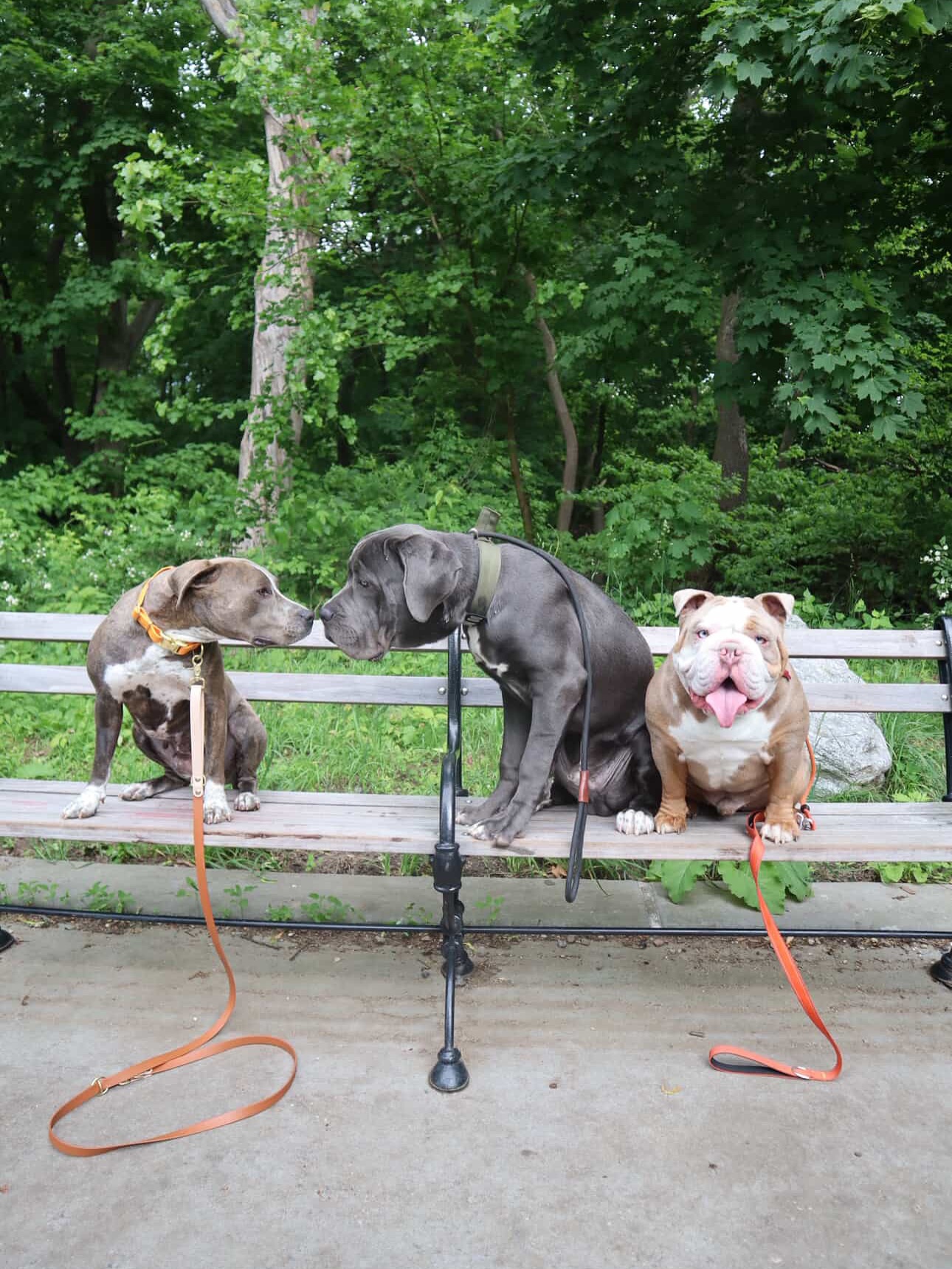 three dogs on bench