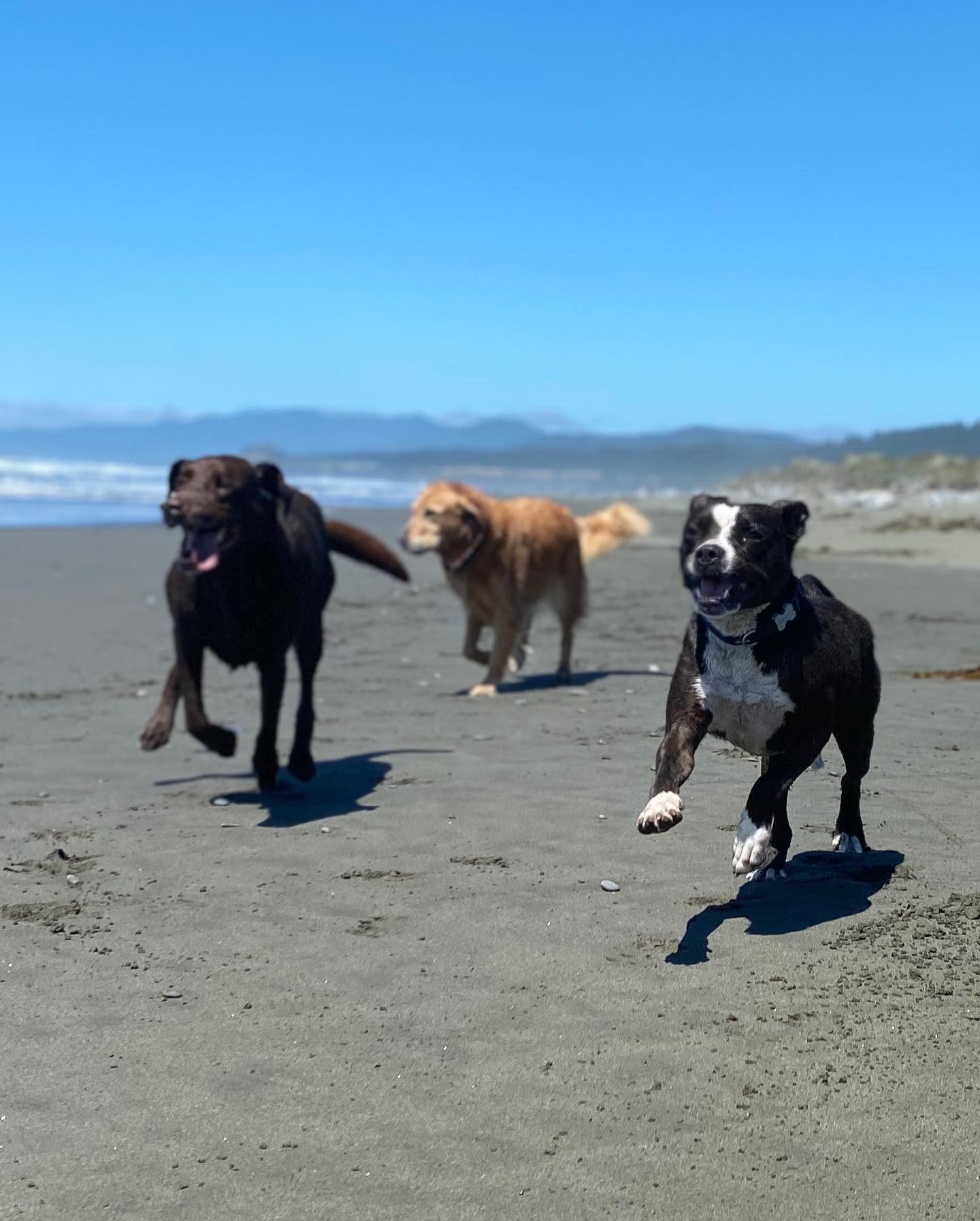three dogs running
