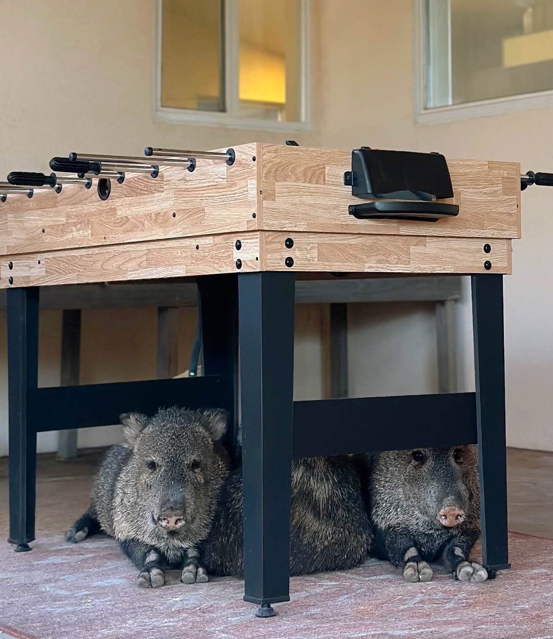 three javelinas laying down