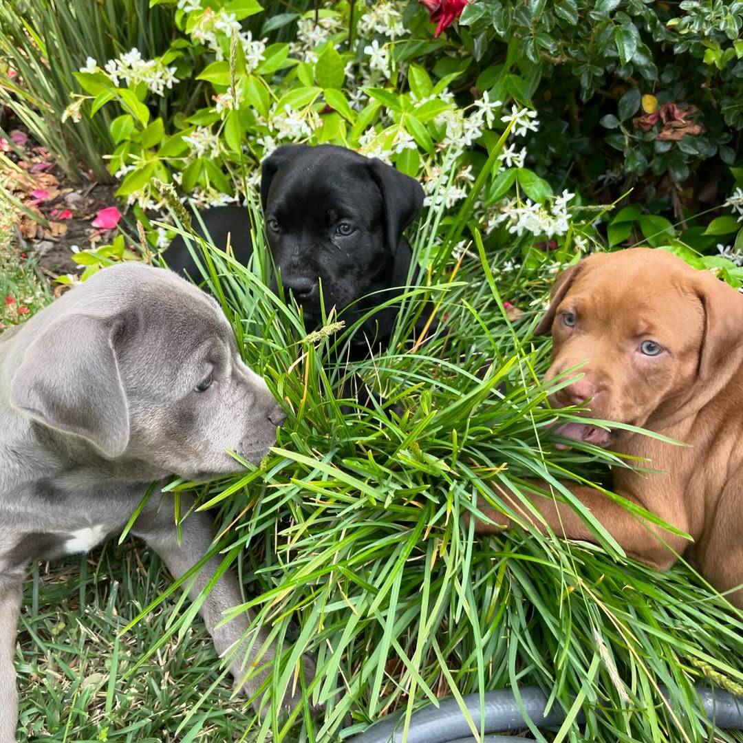 three puppies in the grass