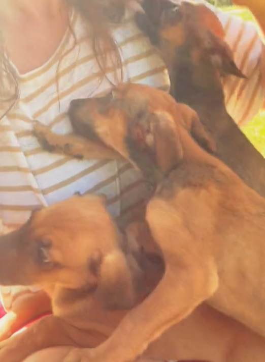 three puppies in woman's lap 