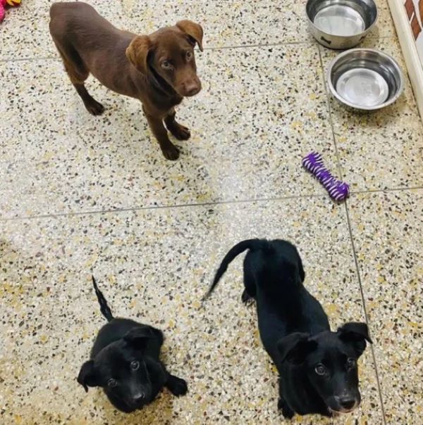 three puppies looking up 