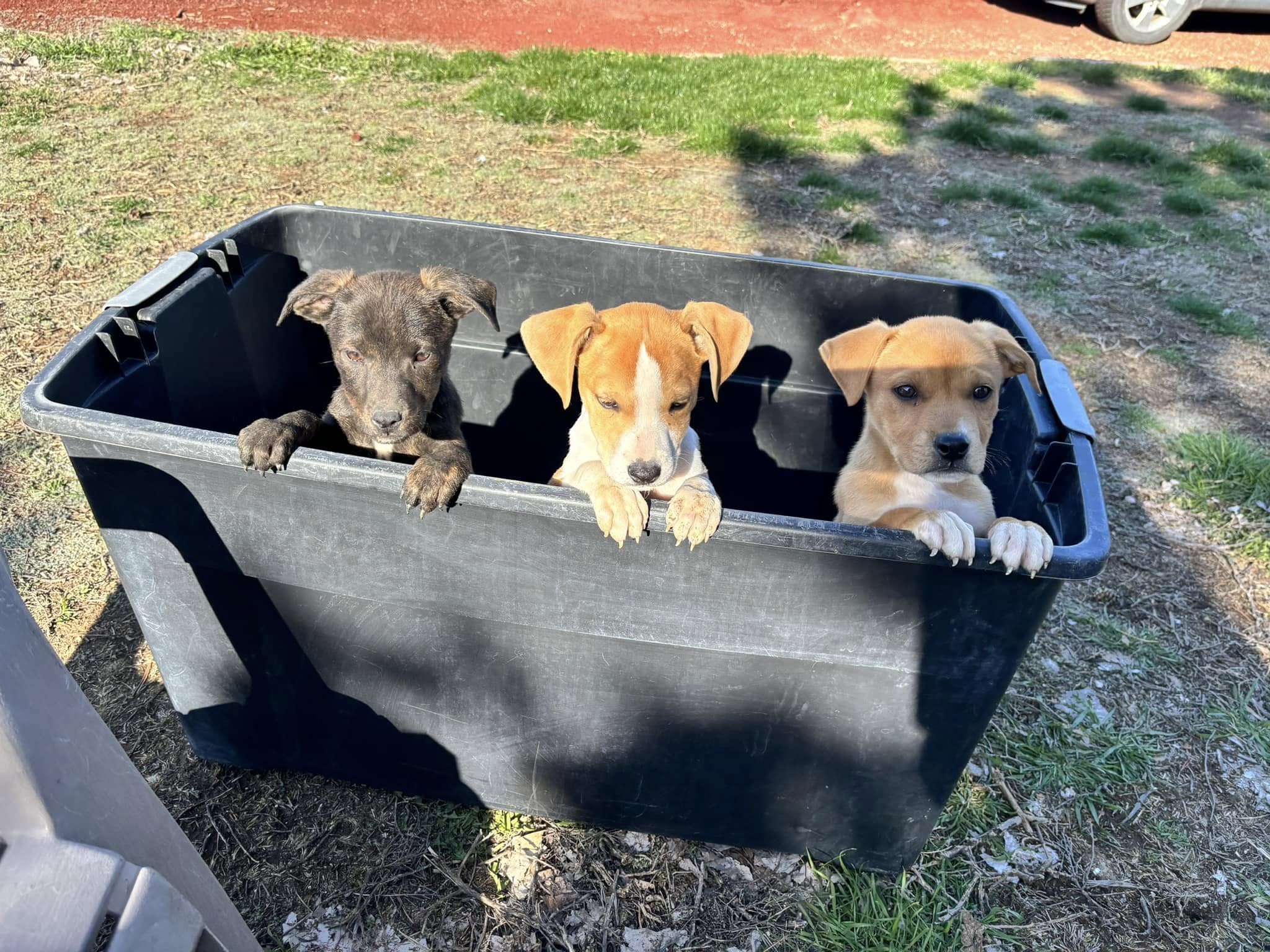 three puppies peeking from a bin 