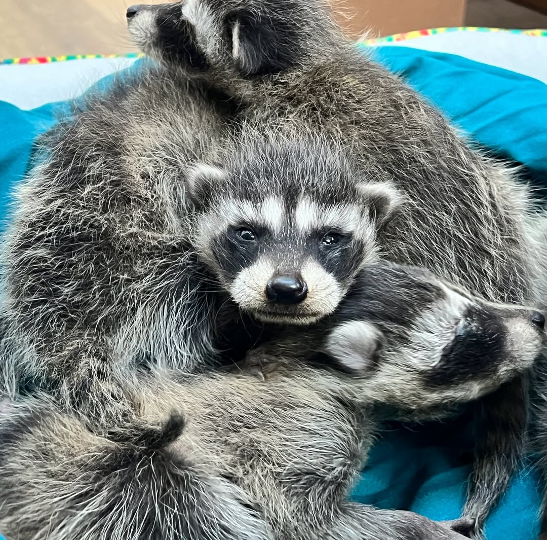 three raccoons