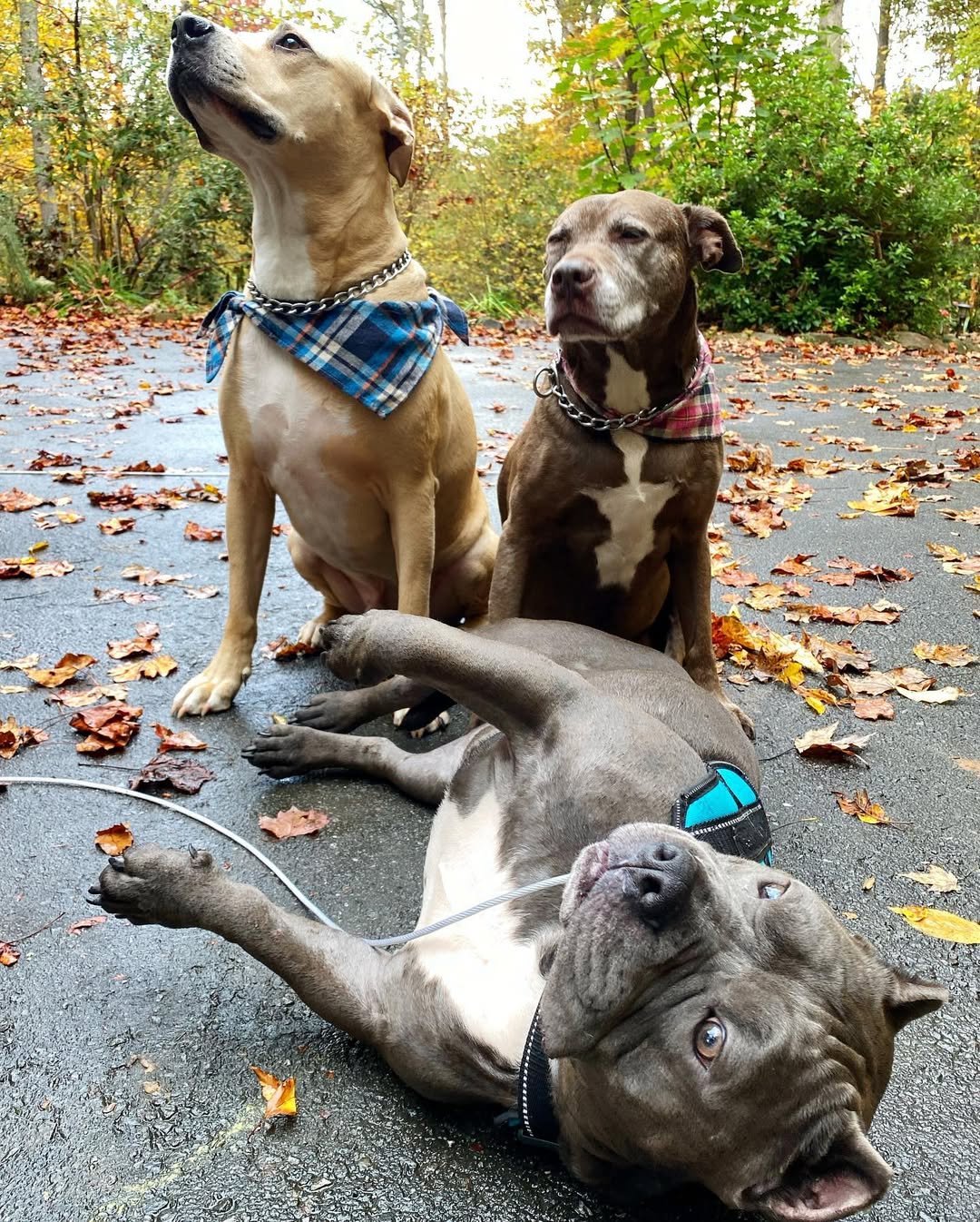 three sweet dogs