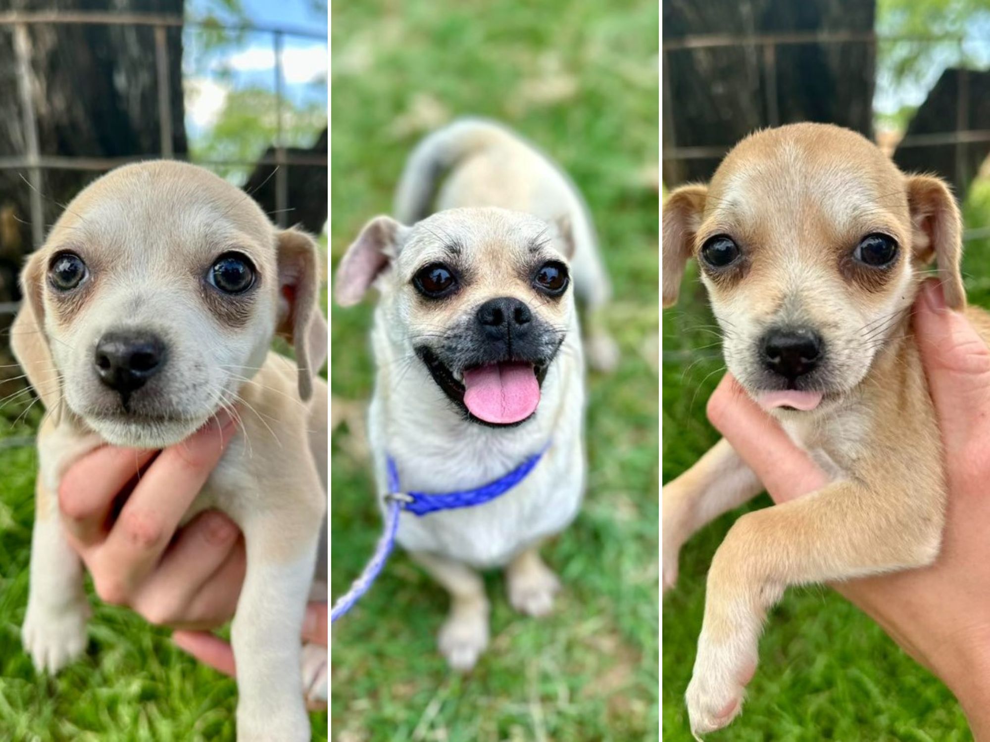 three sweet puppies
