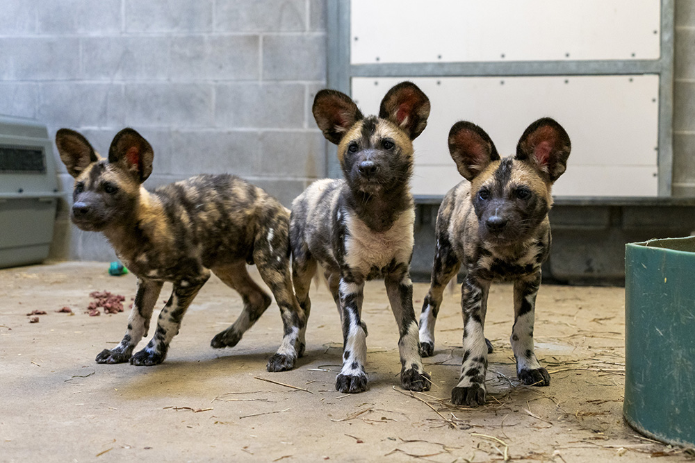 three unique puppies 