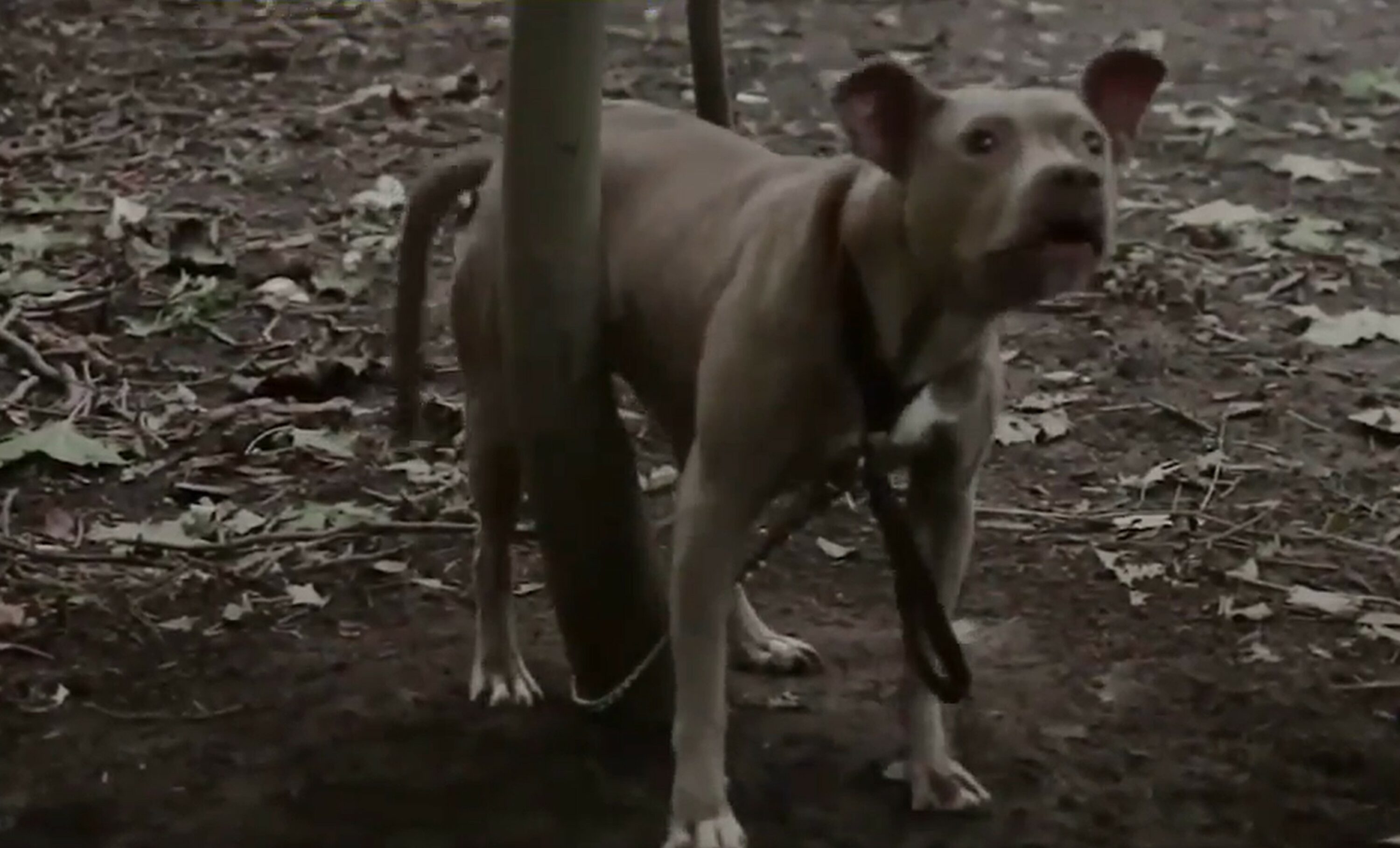 tied pit bull in forest