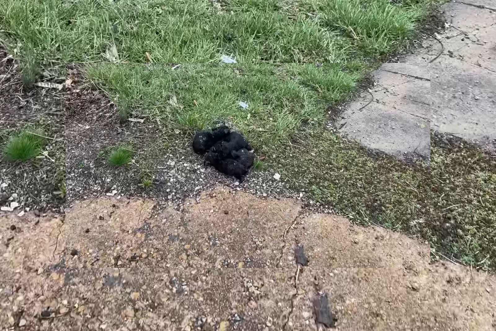 tiny animals near road