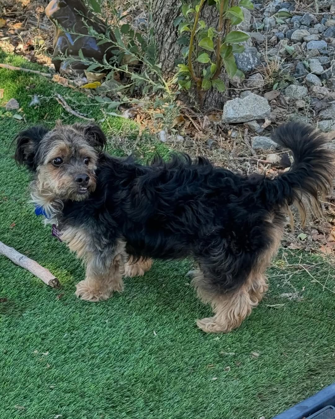 tiny black dog
