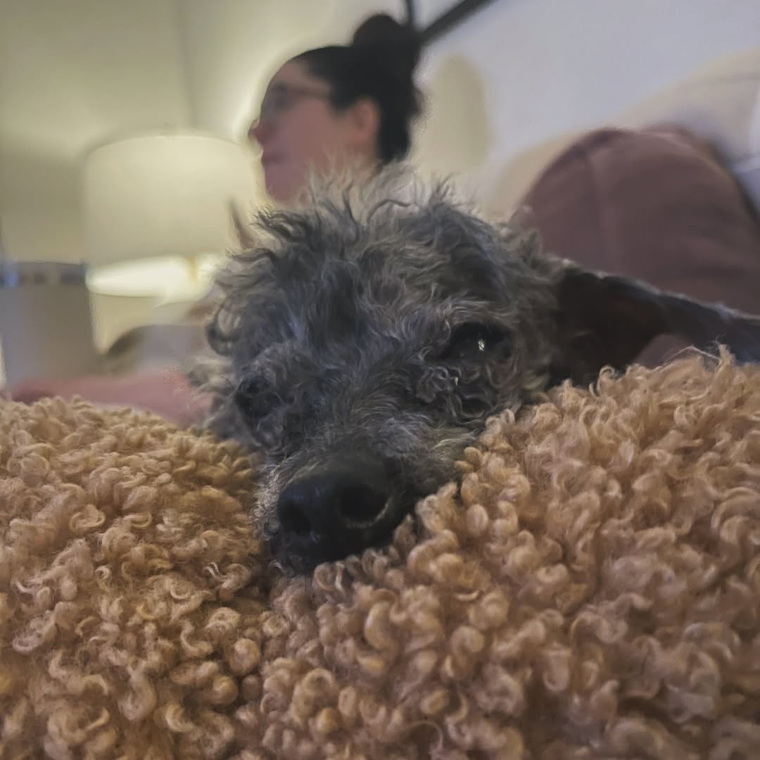 tiny black dog