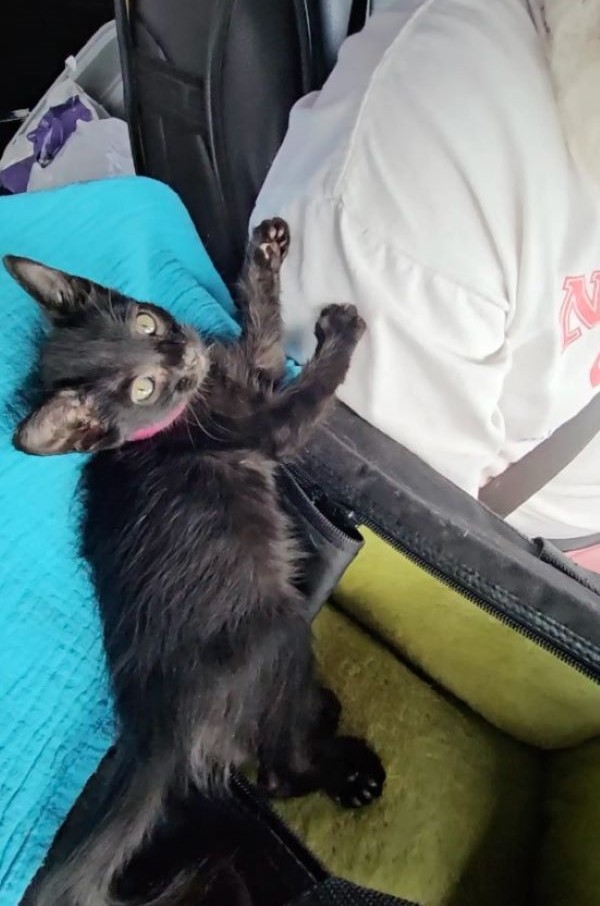 tiny black kitten 