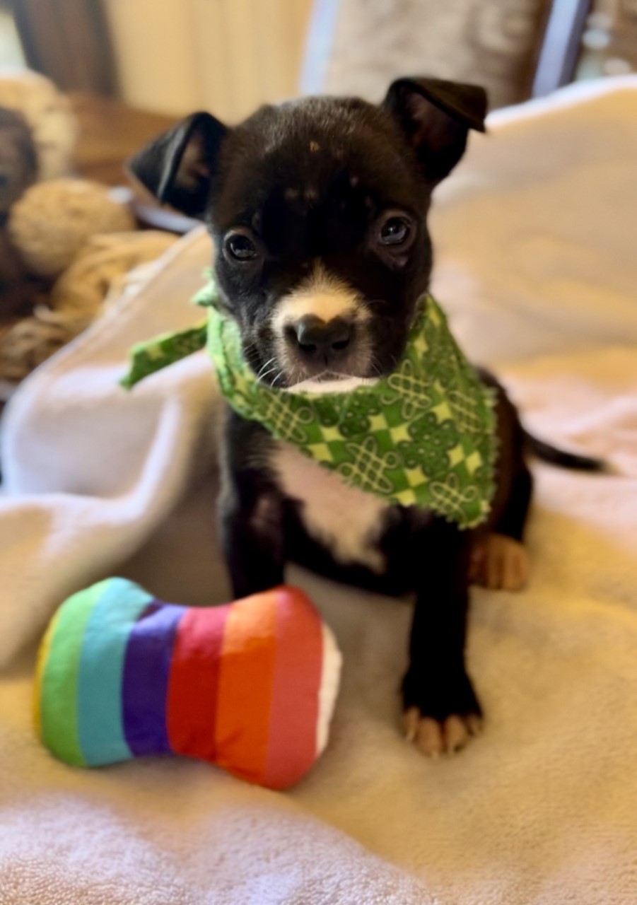 tiny black puppy