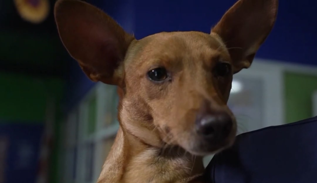 tiny brown dog