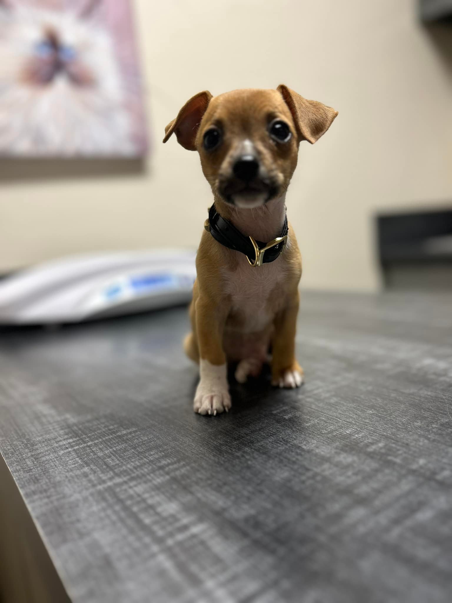 tiny brown puppy