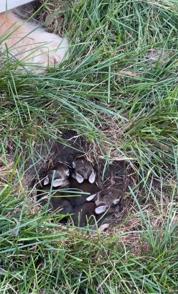 tiny bunnies