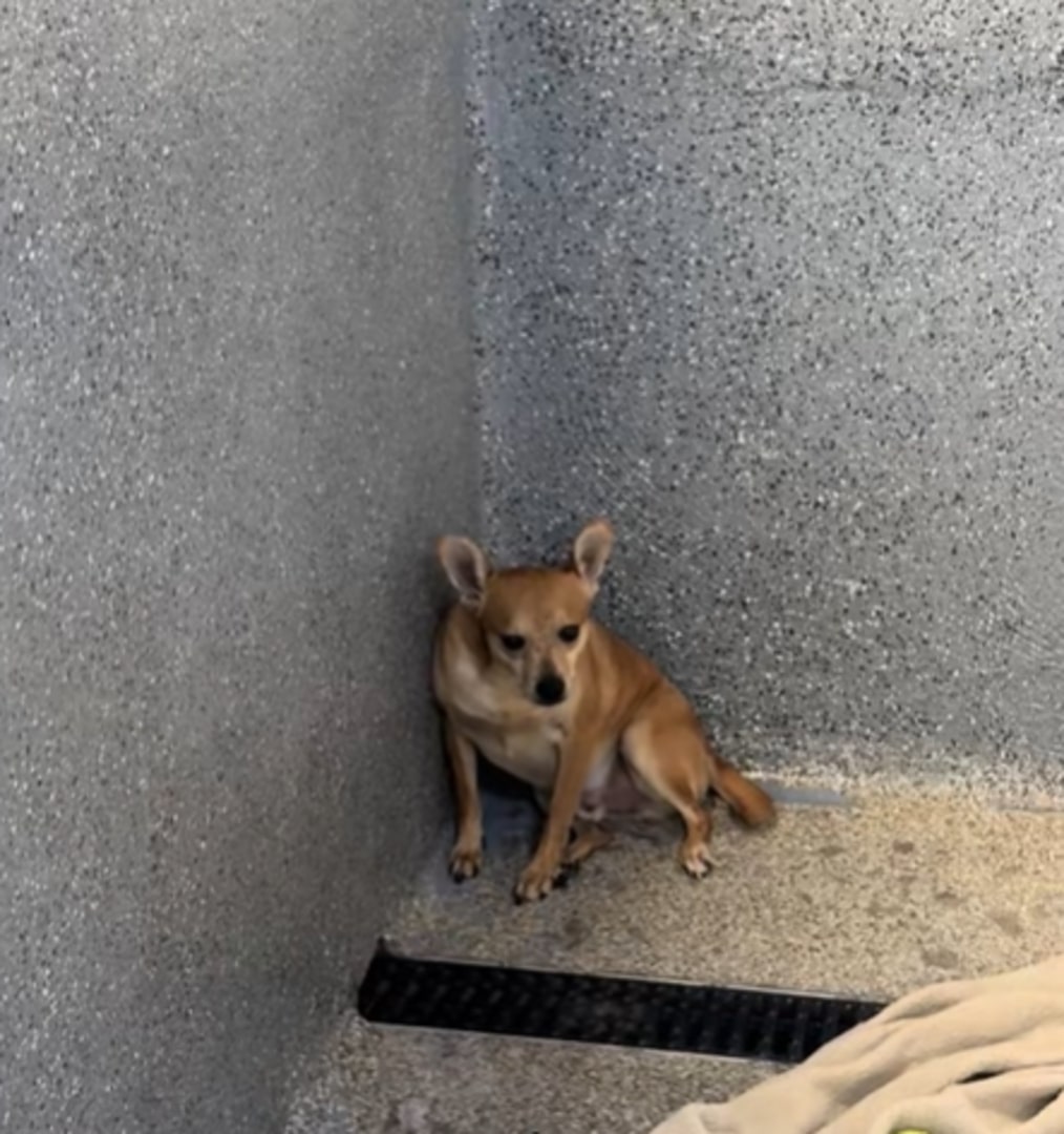 tiny chihuahua