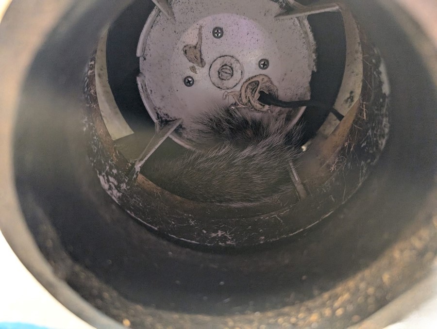tiny creature trapped in attic 