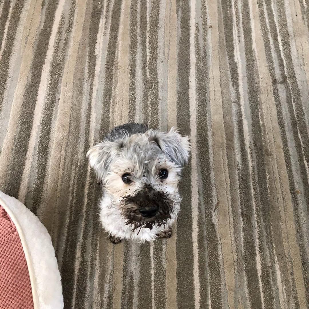 tiny dirty dog