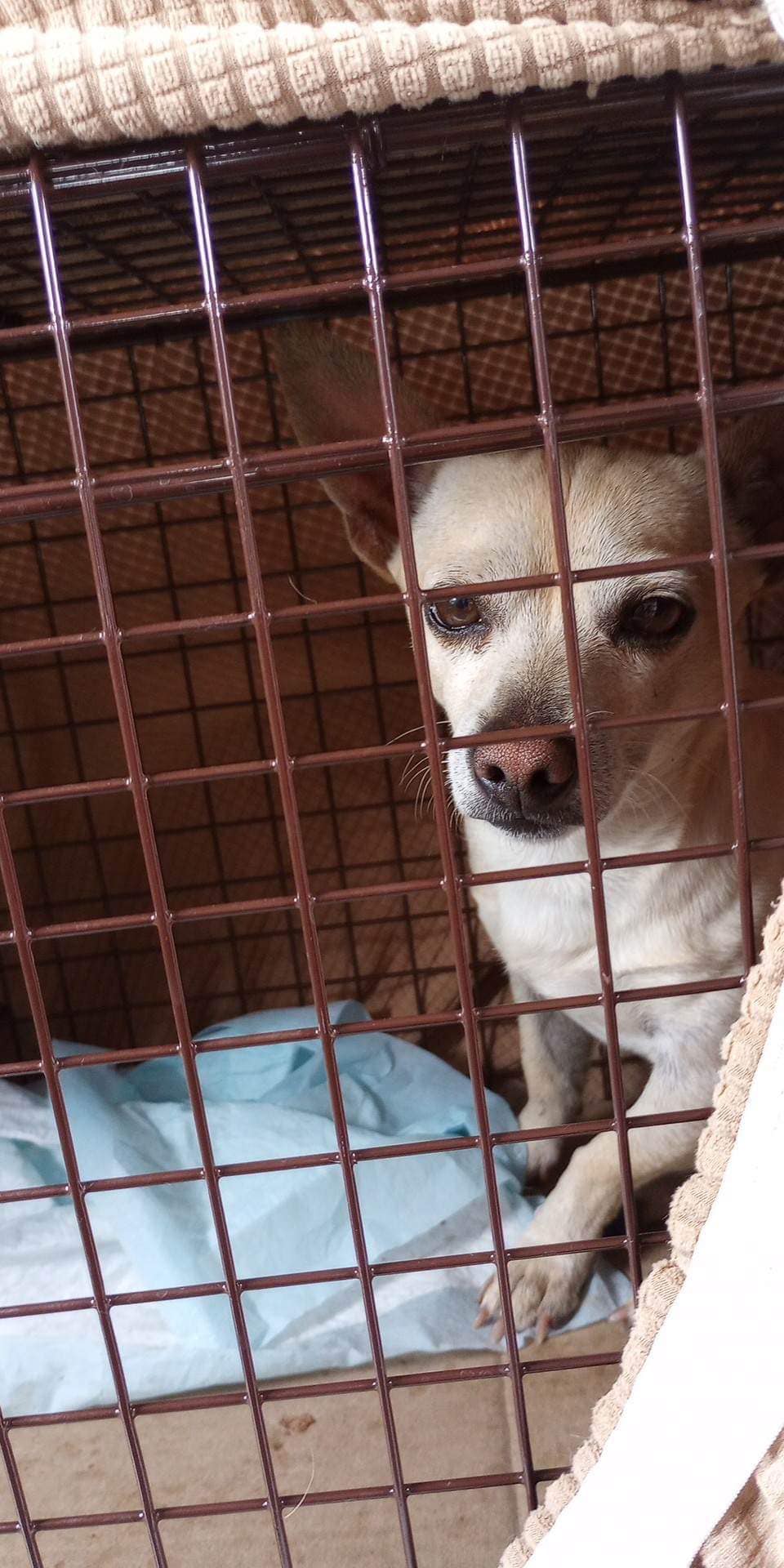 tiny dog in crate
