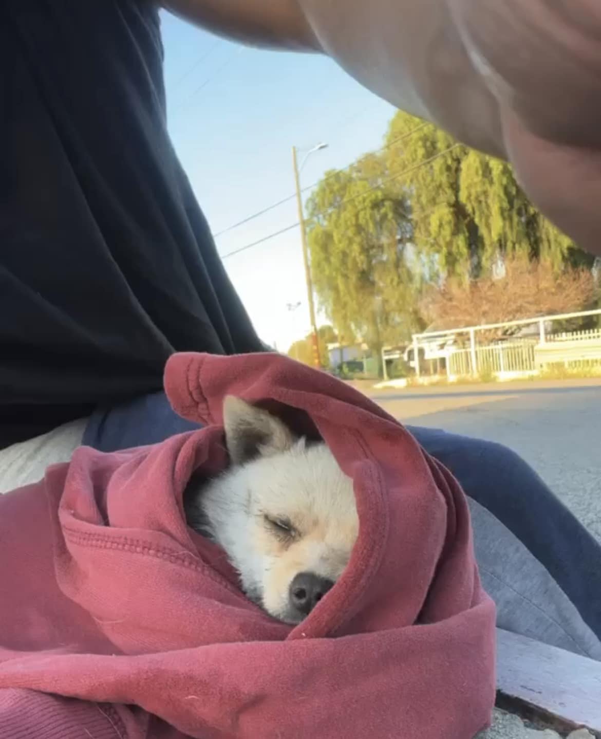 tiny dog in hoodie