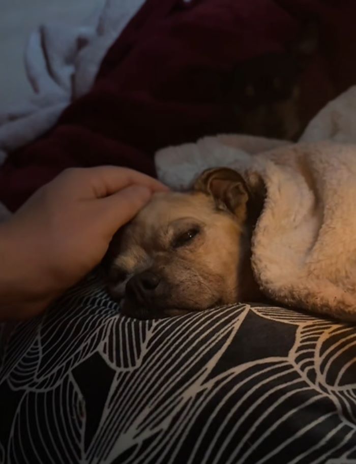 tiny dog laying down