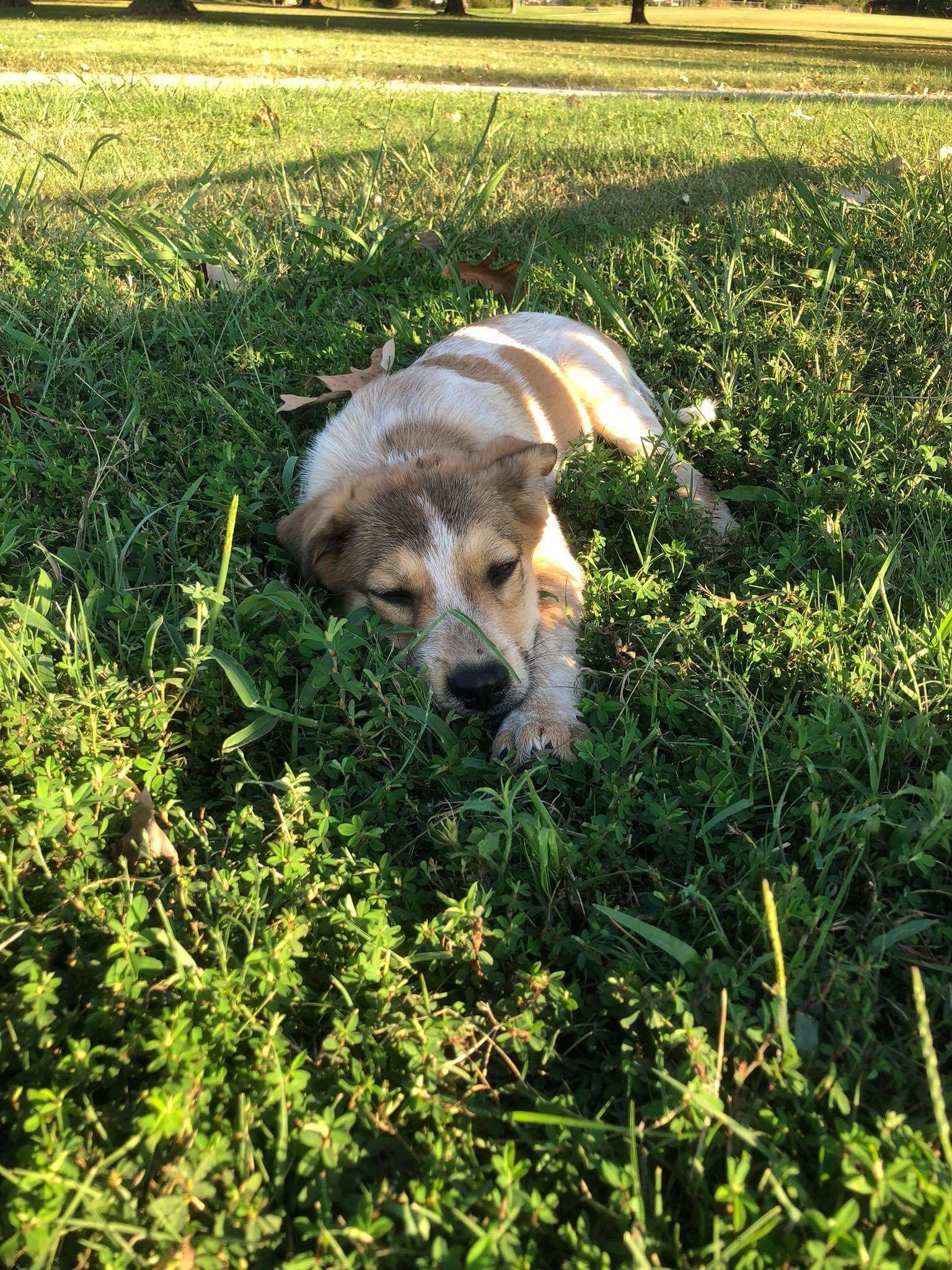 tiny dog laying in grass