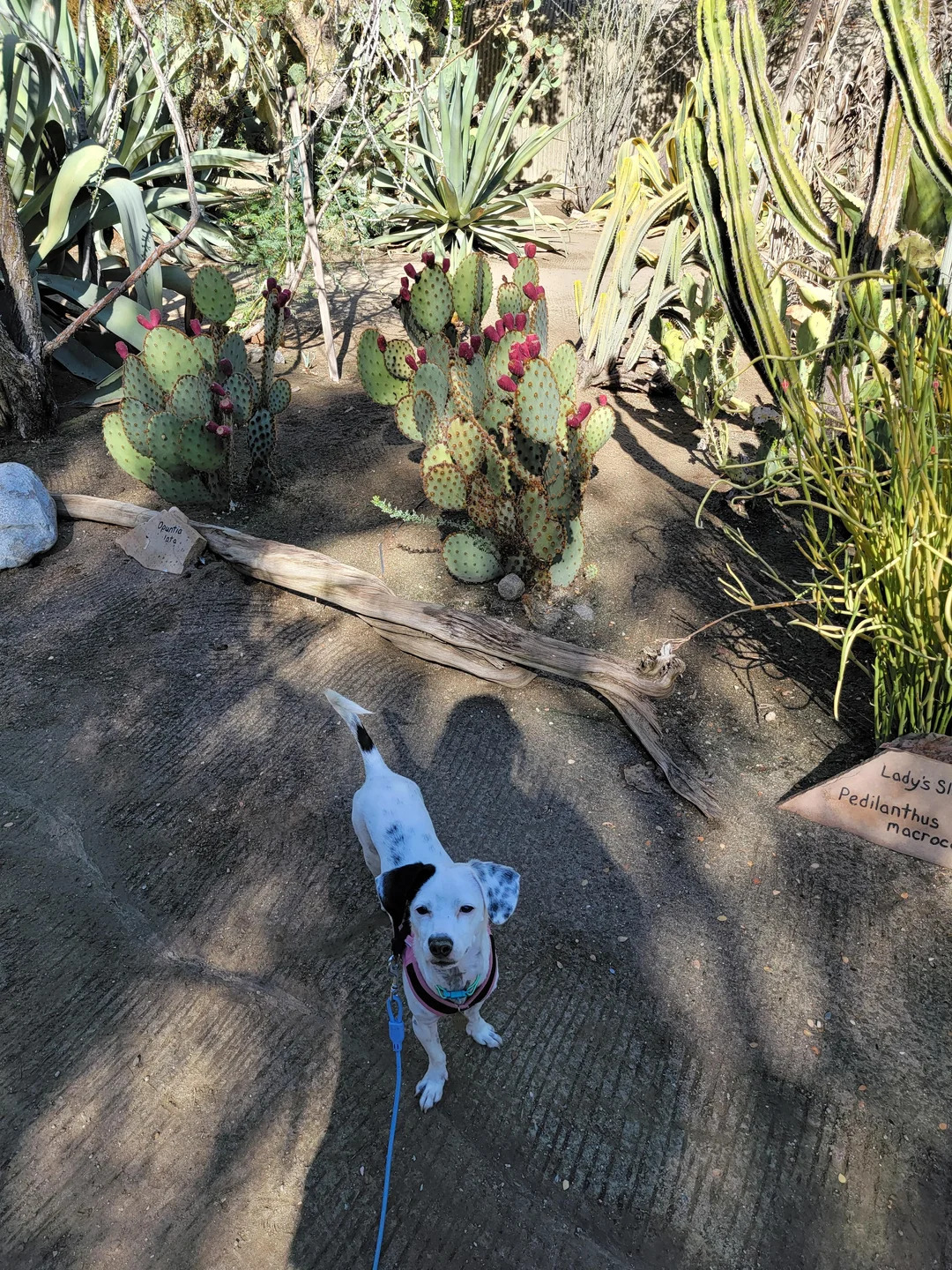 tiny dog on leash