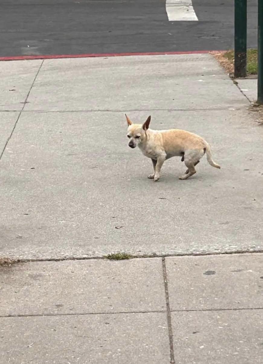tiny dog on road