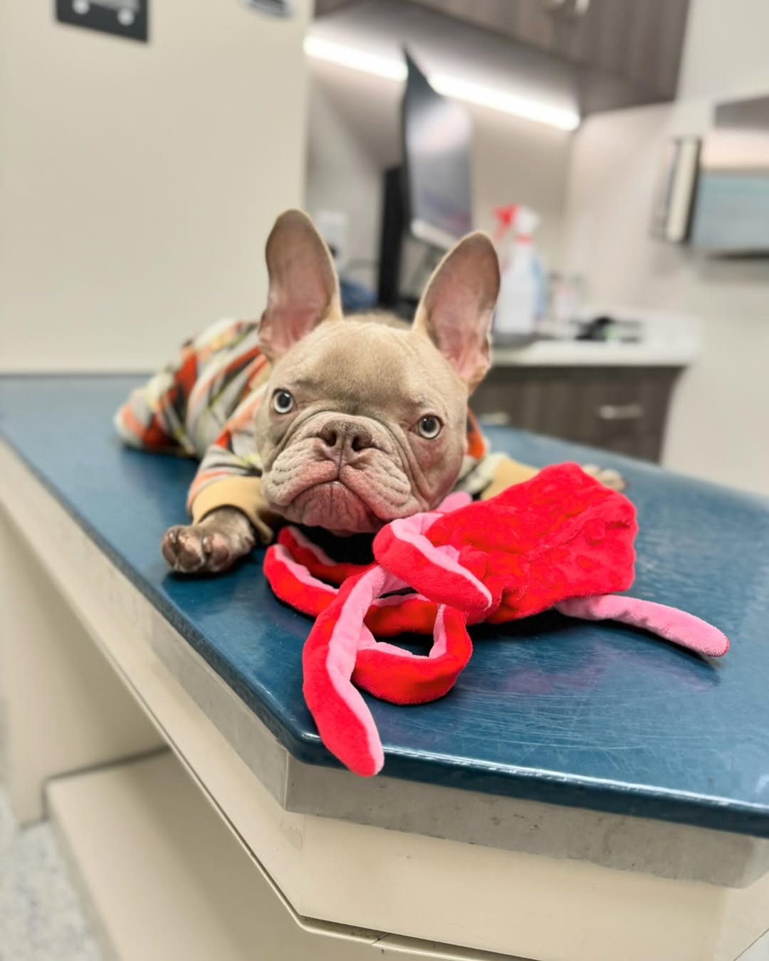 tiny dog with syndrome